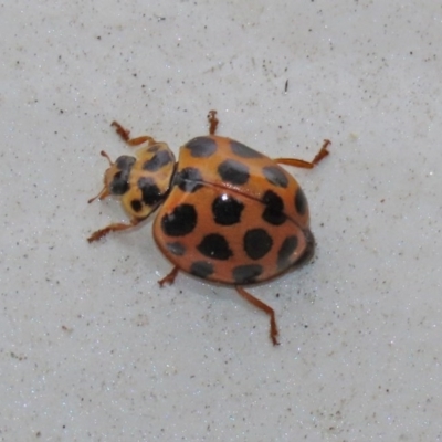 Harmonia conformis (Common Spotted Ladybird) at Tidbinbilla Nature Reserve - 21 Dec 2020 by RodDeb