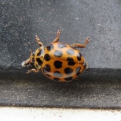 Harmonia conformis at Paddys River, ACT - 21 Dec 2020