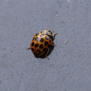 Harmonia conformis at Paddys River, ACT - 21 Dec 2020