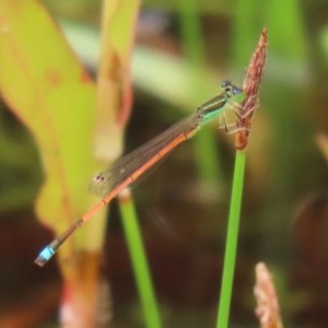 Ischnura aurora at Paddys River, ACT - 21 Dec 2020