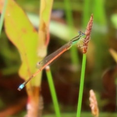 Ischnura aurora at Paddys River, ACT - 21 Dec 2020