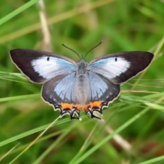 Jalmenus evagoras (Imperial Hairstreak) at Tidbinbilla Nature Reserve - 21 Dec 2020 by RodDeb