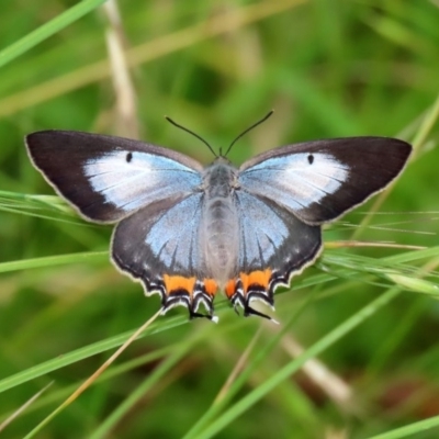 Jalmenus evagoras (Imperial Hairstreak) at Tidbinbilla Nature Reserve - 21 Dec 2020 by RodDeb