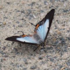 Jalmenus evagoras at Paddys River, ACT - 21 Dec 2020