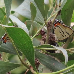 Jalmenus evagoras at Paddys River, ACT - 21 Dec 2020