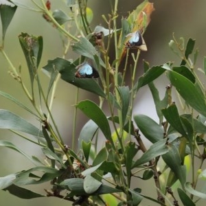 Jalmenus evagoras at Paddys River, ACT - 21 Dec 2020