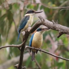 Todiramphus sanctus (Sacred Kingfisher) at Paddys River, ACT - 21 Dec 2020 by RodDeb