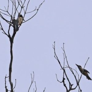 Todiramphus sanctus at Paddys River, ACT - 21 Dec 2020