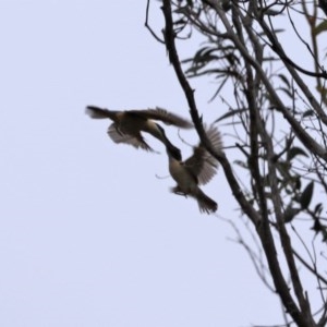 Todiramphus sanctus at Paddys River, ACT - 21 Dec 2020