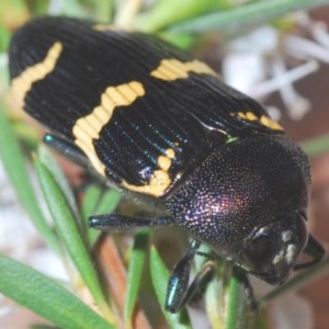 Castiarina hoffmanseggii at Black Mountain - 18 Dec 2020