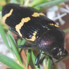 Castiarina hoffmanseggii (Jewel Beetle) at Black Mountain - 18 Dec 2020 by Harrisi