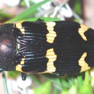 Castiarina hoffmanseggii at Black Mountain - 18 Dec 2020