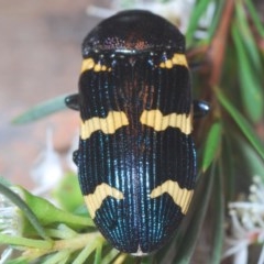 Castiarina hoffmanseggii at Black Mountain - 18 Dec 2020