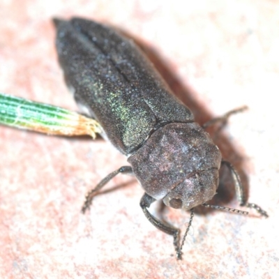 Dinocephalia thoracica (A jewel beetle) at Deakin, ACT - 20 Dec 2020 by Harrisi