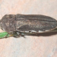 Dinocephalia thoracica at Deakin, ACT - 20 Dec 2020