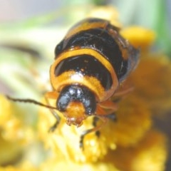 Aporocera (Aporocera) speciosa (Leaf Beetle) at Red Hill Nature Reserve - 19 Dec 2020 by Harrisi