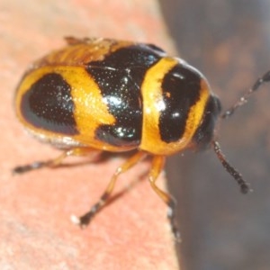 Aporocera (Aporocera) speciosa at Deakin, ACT - 20 Dec 2020 09:10 AM