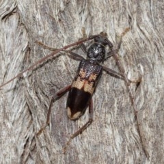 Phoracantha semipunctata (Common Eucalypt Longicorn) at ANBG - 18 Dec 2020 by TimL