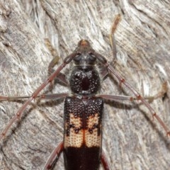 Phoracantha semipunctata at Acton, ACT - 18 Dec 2020