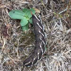 Agrius convolvuli at Majura, ACT - 22 Dec 2020