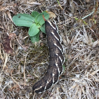 Agrius convolvuli (Convolvulus Hawk Moth) at Mount Ainslie - 22 Dec 2020 by JaneR