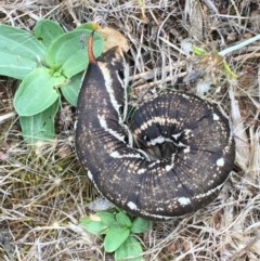 Agrius convolvuli at Majura, ACT - 22 Dec 2020