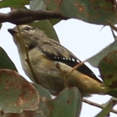 Pardalotus punctatus (Spotted Pardalote) at Brogo, NSW - 21 Dec 2020 by KylieWaldon