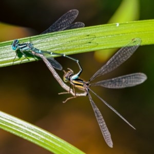 Austroagrion watsoni at Pearce, ACT - 18 Dec 2020