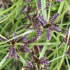 Cyperus sanguinolentus (A Sedge) at Mount Ainslie - 22 Dec 2020 by JaneR