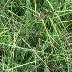 Cyperus sanguinolentus at Majura, ACT - 22 Dec 2020