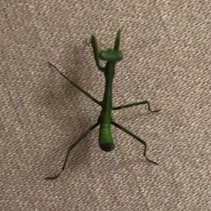 Mantodea (order) at Aranda, ACT - 21 Dec 2020 04:47 PM