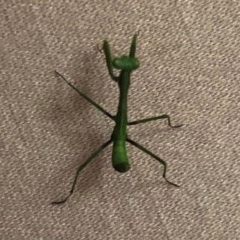 Mantodea sp. (order) (Unidentified praying mantis) at Aranda, ACT - 21 Dec 2020 by KMcCue