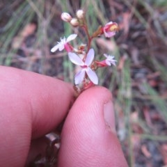 Stylidium graminifolium (Grass Triggerplant) at Black Mountain - 16 Dec 2020 by Tapirlord