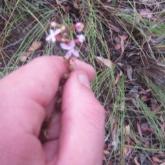 Stylidium graminifolium at Downer, ACT - 17 Dec 2020