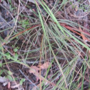 Stylidium graminifolium at Downer, ACT - 17 Dec 2020
