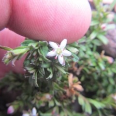 Rhytidosporum procumbens (White Marianth) at Black Mountain - 16 Dec 2020 by Tapirlord