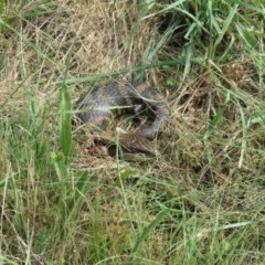 Tiliqua scincoides scincoides (Eastern Blue-tongue) at Isabella Pond - 22 Dec 2020 by SandraH