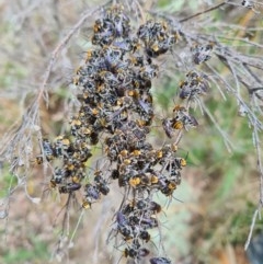 Lipotriches (Austronomia) australica at Greenway, ACT - 23 Dec 2020 by LukeMcElhinney