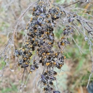 Lipotriches (Austronomia) australica at Greenway, ACT - 23 Dec 2020