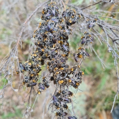 Lipotriches (Austronomia) australica at Greenway, ACT - 22 Dec 2020 by LukeMcElhinney