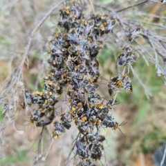 Lipotriches (Austronomia) australica at Greenway, ACT - 23 Dec 2020