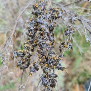 Lipotriches (Austronomia) australica at Greenway, ACT - 23 Dec 2020