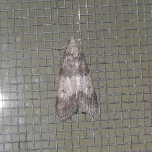 Aphomia baryptera at Conder, ACT - 19 Nov 2020