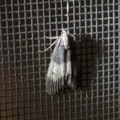 Aphomia baryptera at Conder, ACT - 19 Nov 2020