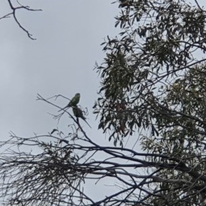 Melopsittacus undulatus at Mount Clear, ACT - 23 Dec 2020