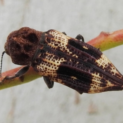 Nascio vetusta (A jewel beetle) at Lions Youth Haven - Westwood Farm A.C.T. - 23 Dec 2020 by HelenCross