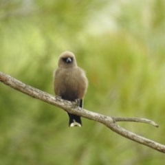 Artamus cyanopterus cyanopterus (Dusky Woodswallow) at Kambah, ACT - 22 Dec 2020 by HelenCross