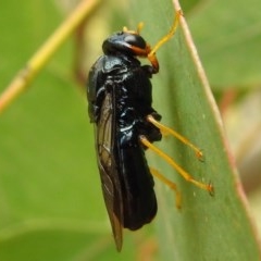 Perginae sp. (subfamily) (Unidentified pergine sawfly) at Lions Youth Haven - Westwood Farm A.C.T. - 23 Dec 2020 by HelenCross