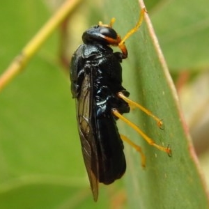 Perginae sp. (subfamily) at Kambah, ACT - 23 Dec 2020