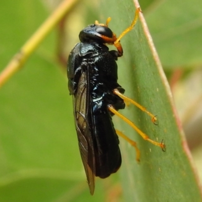 Perginae sp. (subfamily) (Unidentified pergine sawfly) at Kambah, ACT - 23 Dec 2020 by HelenCross